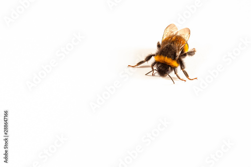 striped yellow-black winged insect on a white background © Leka