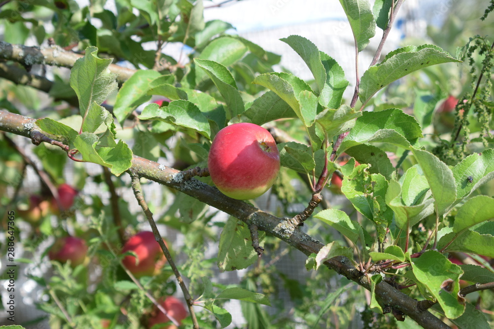 red apple on a tree