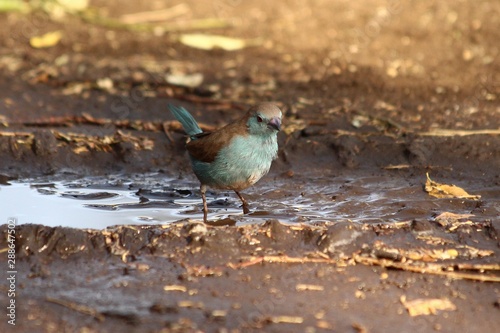 A blue waxbill - Un cordon bleu d'Angola