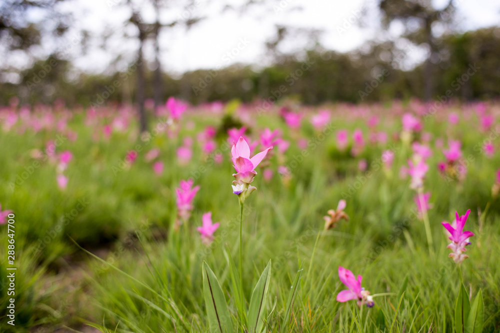 flowers in field flowers in field