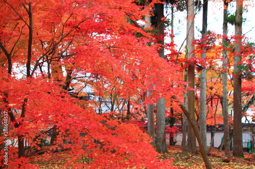京都　紅葉
