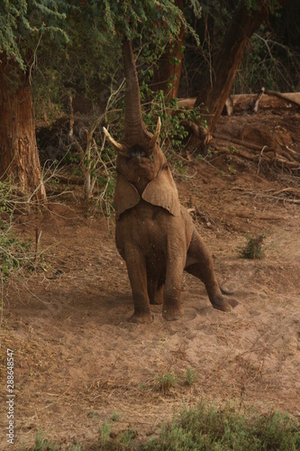 An elephant eating - Un   lephant mangeant