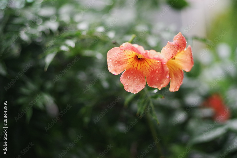 Fototapeta premium colorful summer flower