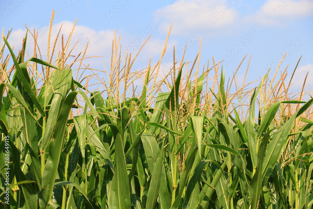 Fototapeta premium Green field with young corn