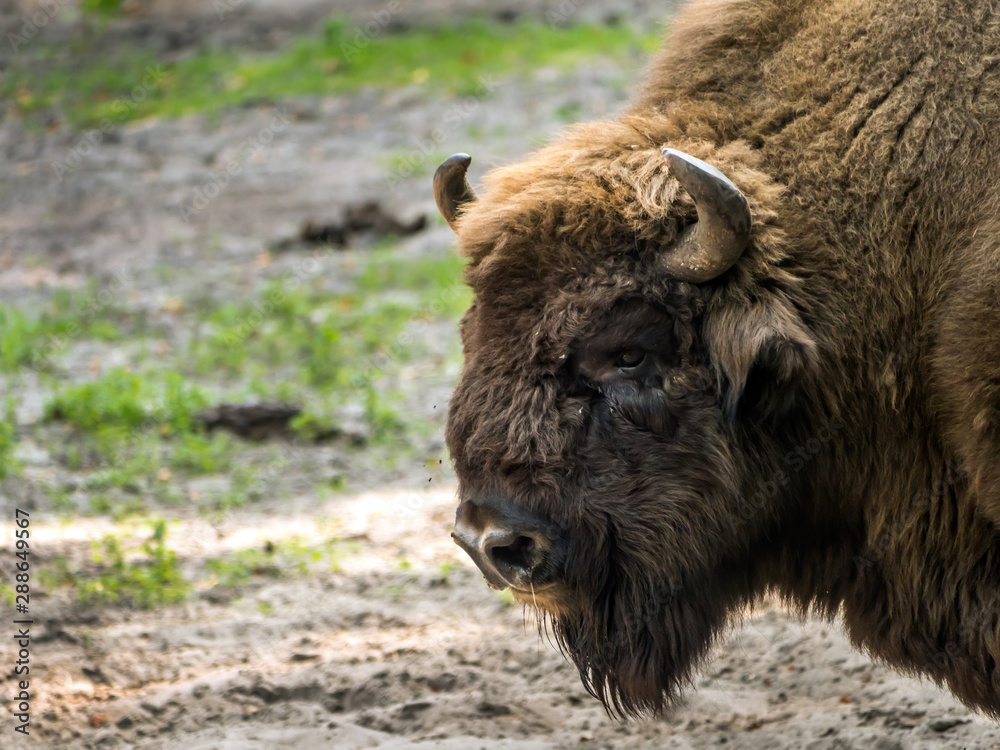 European bison - Wolin National Park, Poland European bison - Wolin National Park, Poland