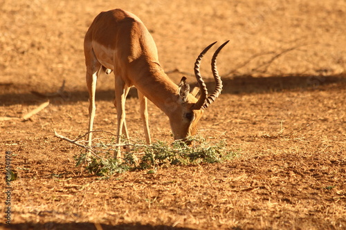 Impala in close up - Un impala prenant la pose photo