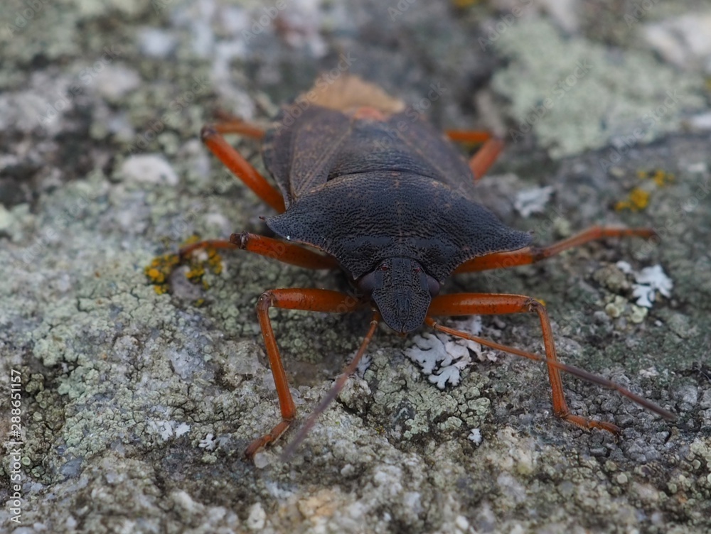 Red legged shieldbug, forest bug on stone surface. Pentatoma rufipes close up.