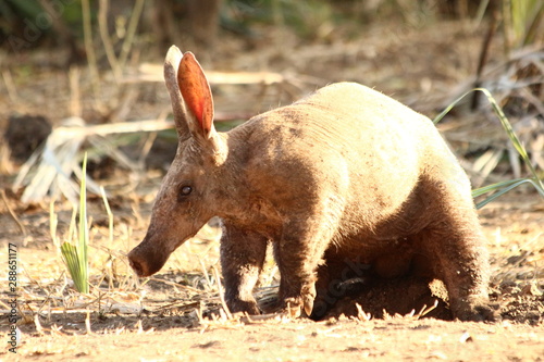 A lonely Aardvark during the day