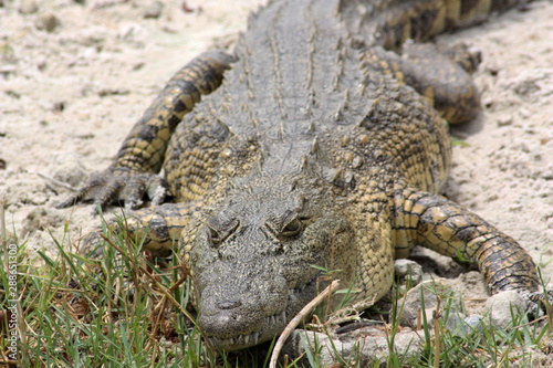 Krokodil-Botswana