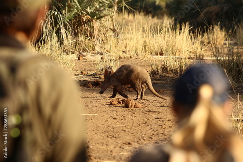 A lonely Aardvark during the day