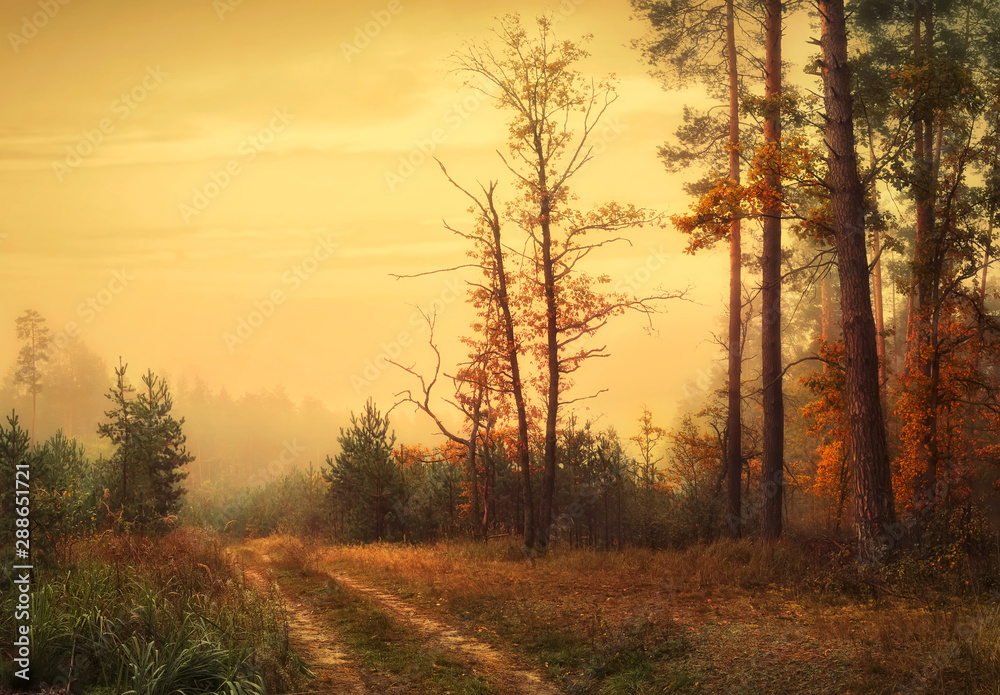Morning in the autumn foggy forest. Beautiful vintage landscape