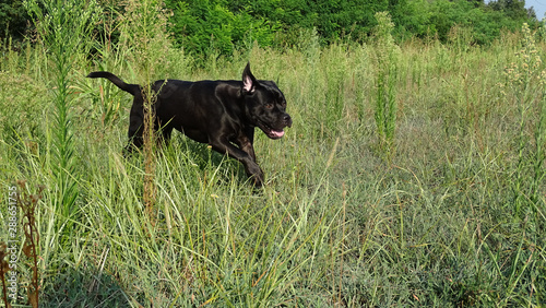 Cane Corso © BobCaprai