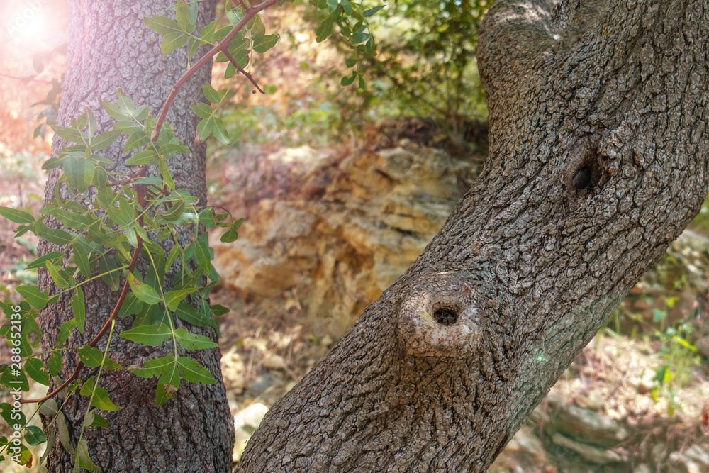 Obraz premium Two tree trunks with bark and texture on a sunny day.