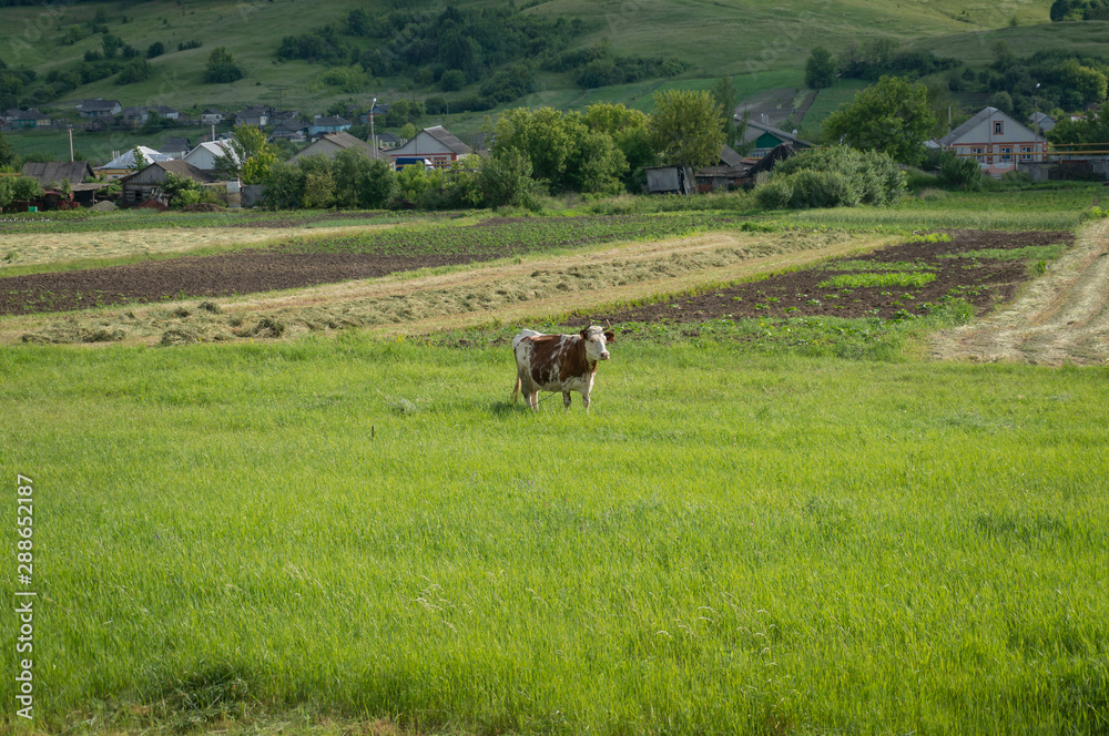 Horned milk cow on green pasture with village on the background