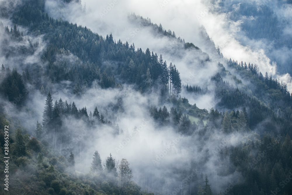 Fototapeta Dense morning fog in alpine landscape with fir trees and mountains. 