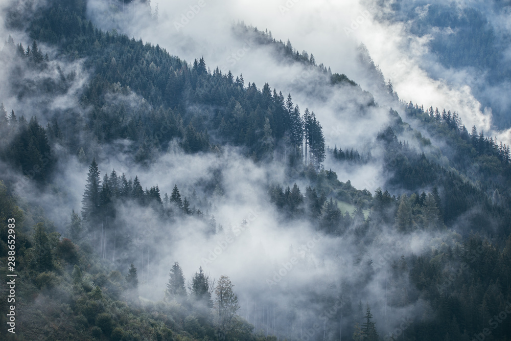 Dense morning fog in alpine landscape with fir trees and mountains. 