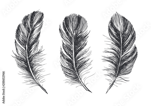 Feathers on white background. Hand drawn sketch style. 