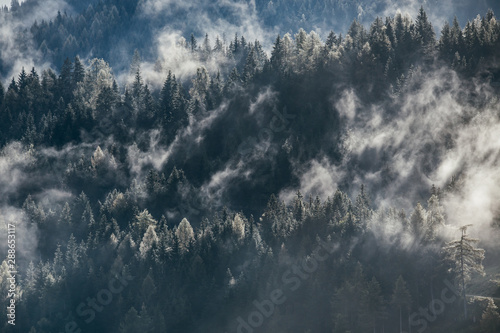 Dense morning fog in alpine landscape with fir trees and mountains. 