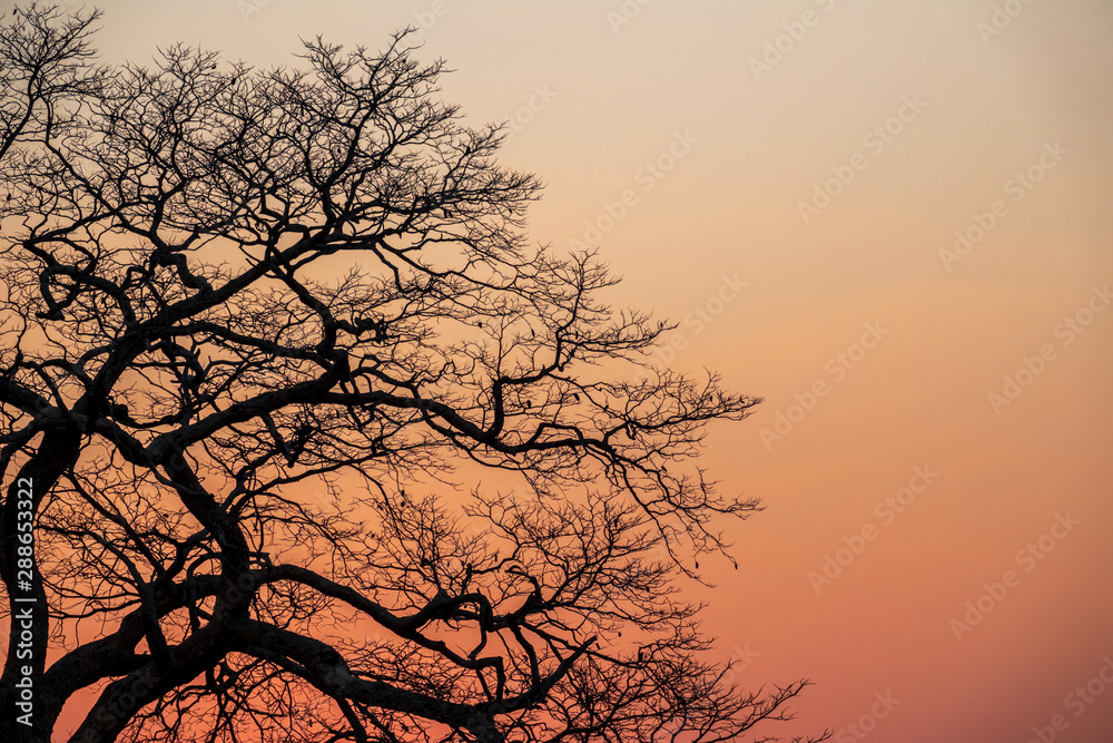 Beautiful sunset with orange sky and tree