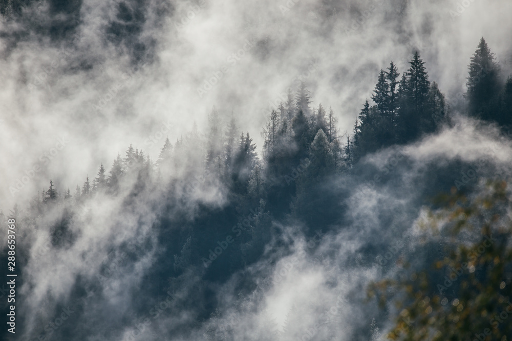 Dense morning fog in alpine landscape with fir trees and mountains. 