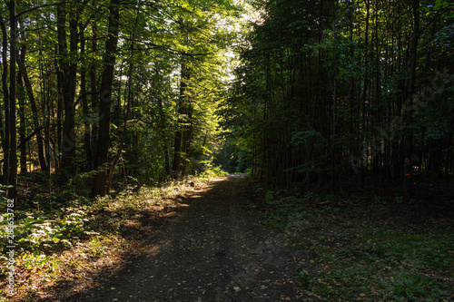 Morning light falls on a forest road. Road through a golden forest at autumn