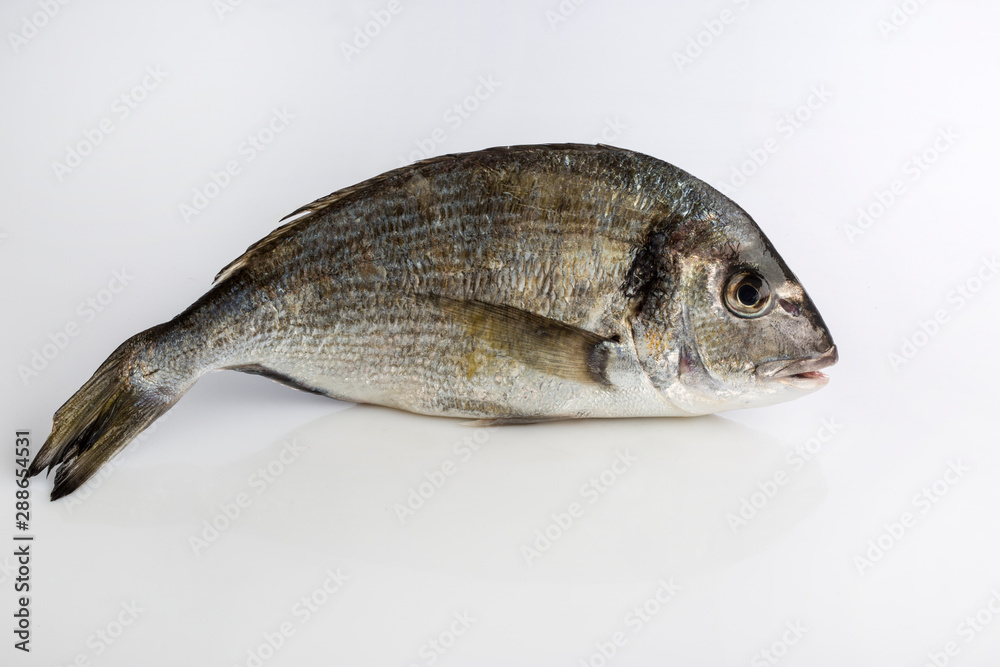 Fototapeta premium Pesce su sfondo bianco