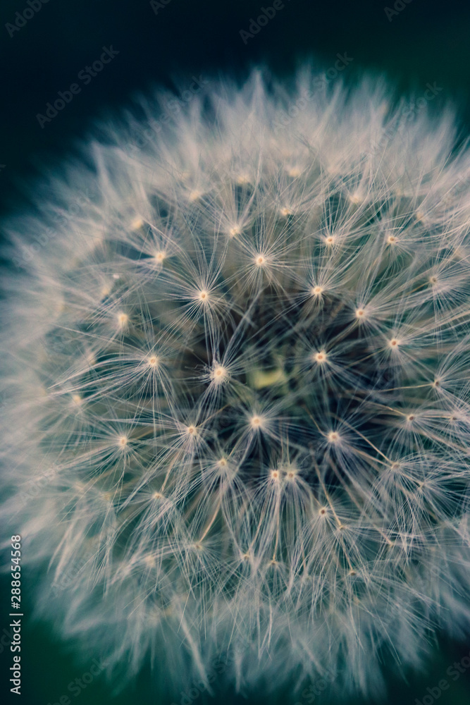 Fototapeta premium Highly detailed close up of dry dandelion flower. Beautiful forest wild blooms and seeds.