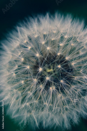 Highly detailed close up of dry dandelion flower. Beautiful forest wild blooms and seeds. © PhoenixNeon
