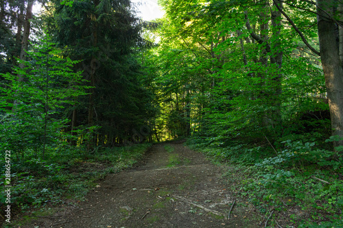 Yellow leaves on the alley in autumn forest © Roman's portfolio