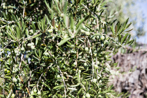 Spanish olives tree and landscape