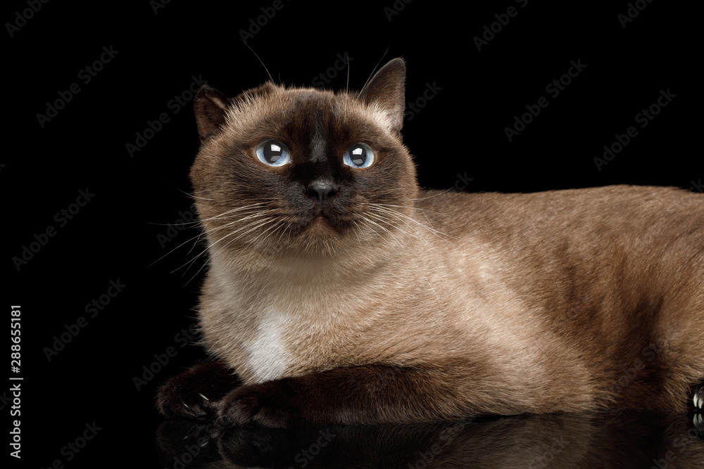 Close-up Siamese Cat with damaged ear after otitis Gazing on Isolated Black Background