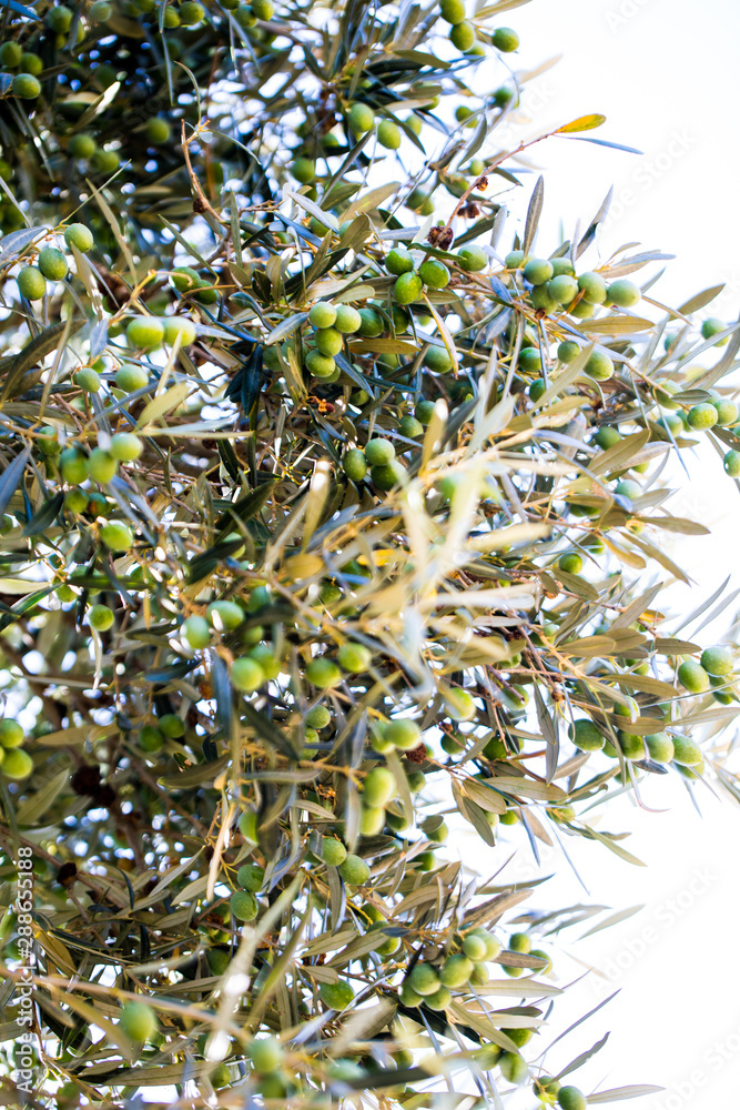 Spanish olives tree and landscape