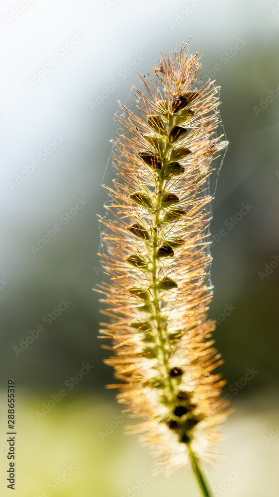 Obraz premium spikelet grass in the web close-up, illuminated by the sun