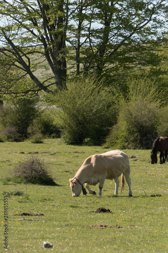 Una vaca comiendo en medio del un prado en Euskadi