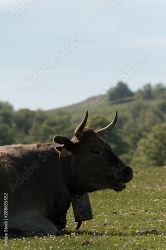 Prmier plano de una vaca en el País Vasco