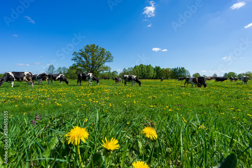 Krowy na łące wiosna