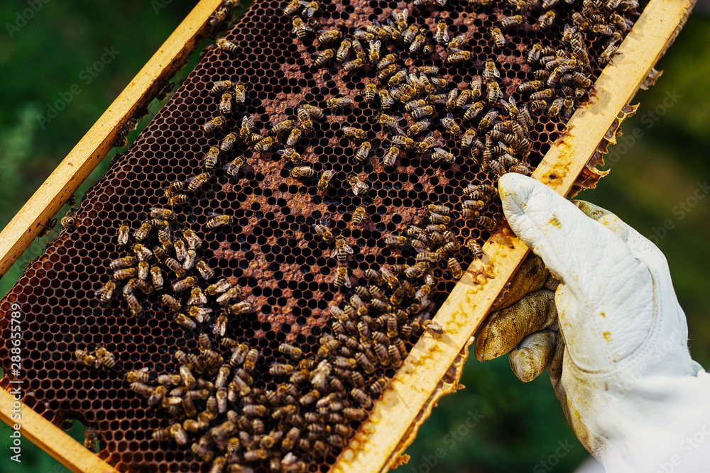 The beekeeper holds a honey cell with bees in his hands. The beekeeper holds a honey cell with bees in his hands.