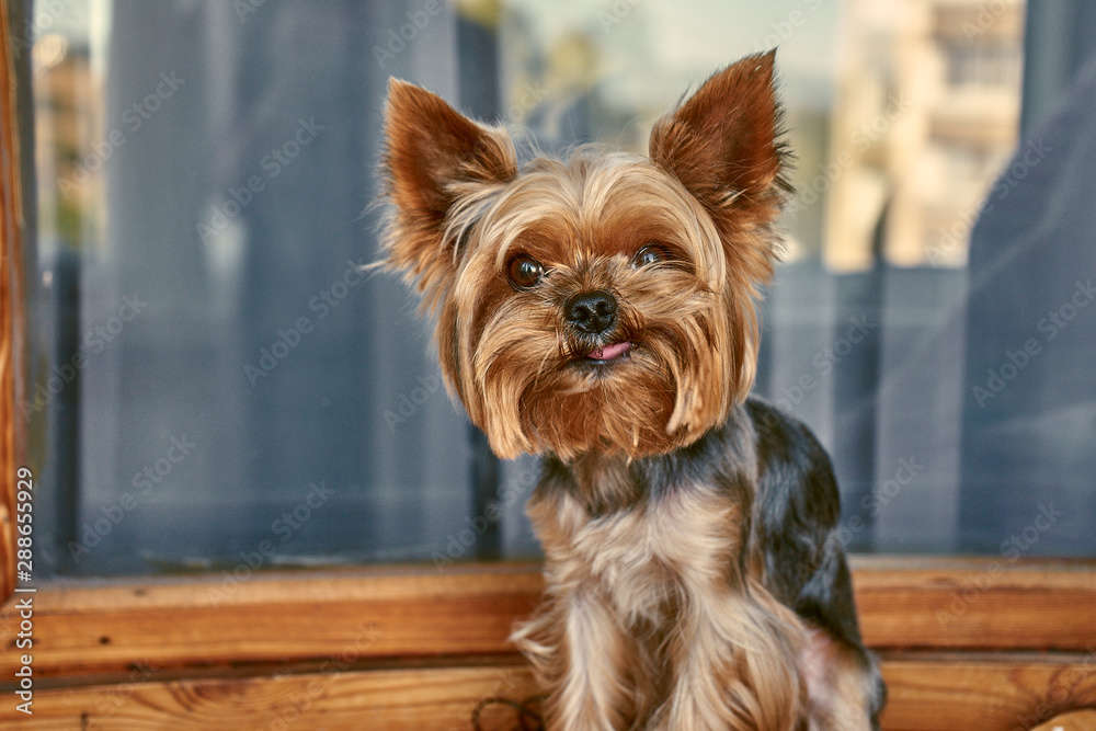 Yorkshire Terrier dog sitting on the window Yorkshire Terrier dog sitting on the window