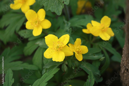 Anemone ranunculoides, the yellow anemone, yellow wood anemone or buttercup anemone, is a species of herbaceous perennial plant