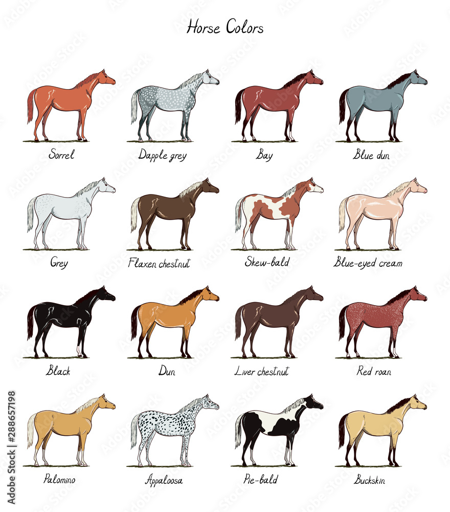 Horse Coat Pattern