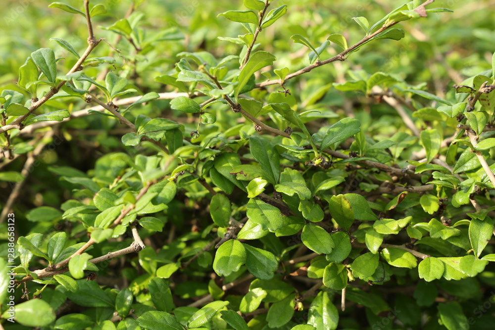 branch and green leaf plant branch and green leaf plant