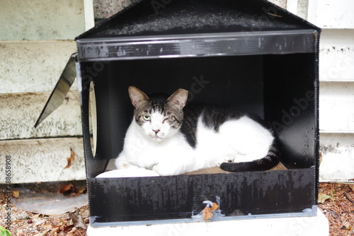 cute lovely street cat