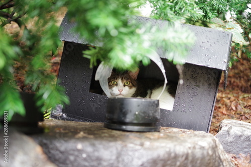 cute lovely street cat
