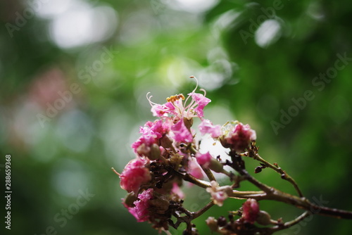 colorful summer flower
