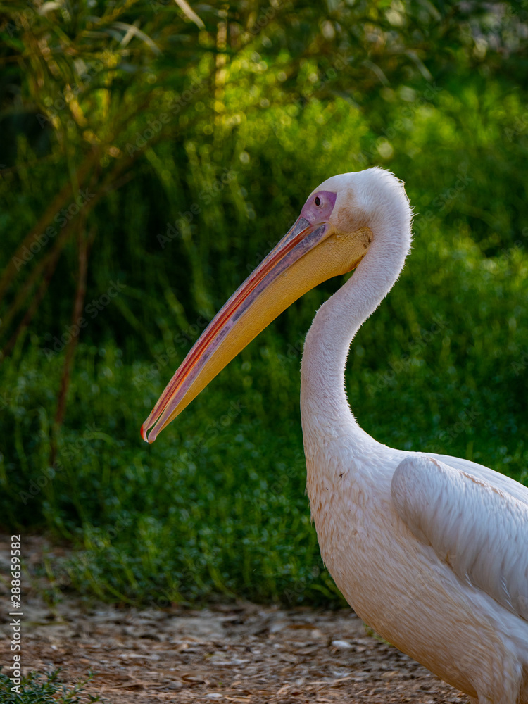 Pelican (Pelecanidae) large water bird Pelican (Pelecanidae) large water bird