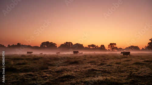 Beef cattle in an autumn pasture at sunrise with fog photo