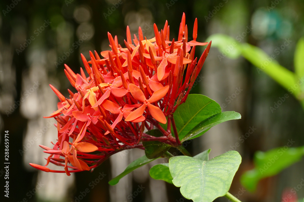 nice red ixora chinensis blossom nice red ixora chinensis blossom
