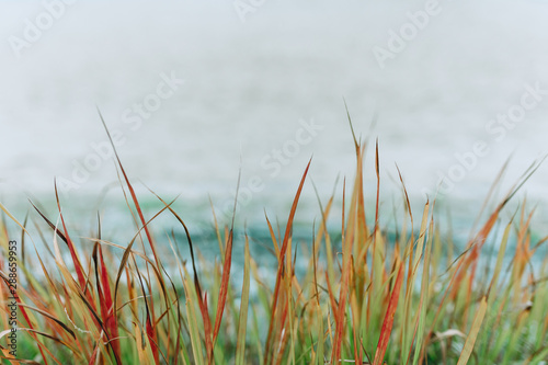 Natural grass background with empty space