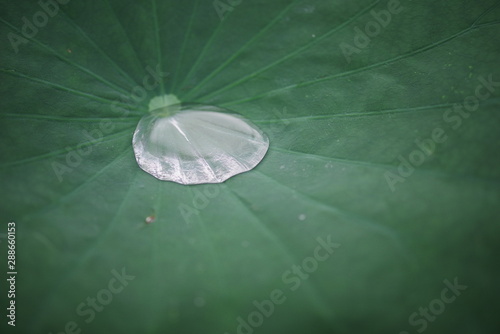 green lotus leaf and water drop