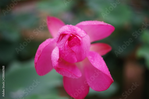 beautiful pink lotus and green leaf